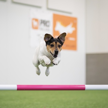 Agility / Hoopers