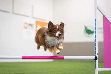 Agility tutuksi -kurssi