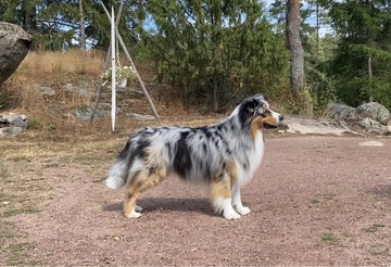 Näyttelytreenit