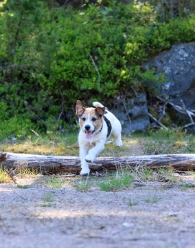 Luopuminen ja luoksetulo