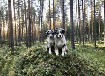 Pennut goes Koirametsä Reviiri